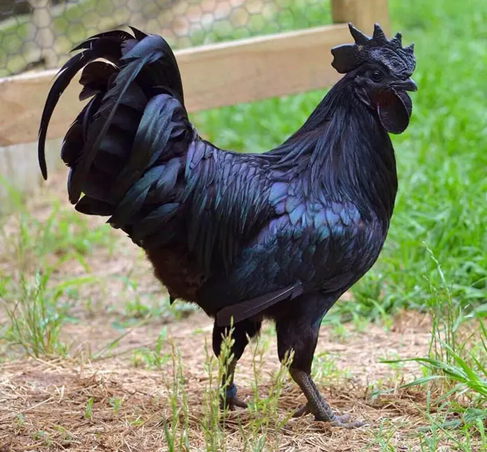 30隻平常一定都「在重金屬搖滾樂團兼差」的霸氣外露黑色系小動物!