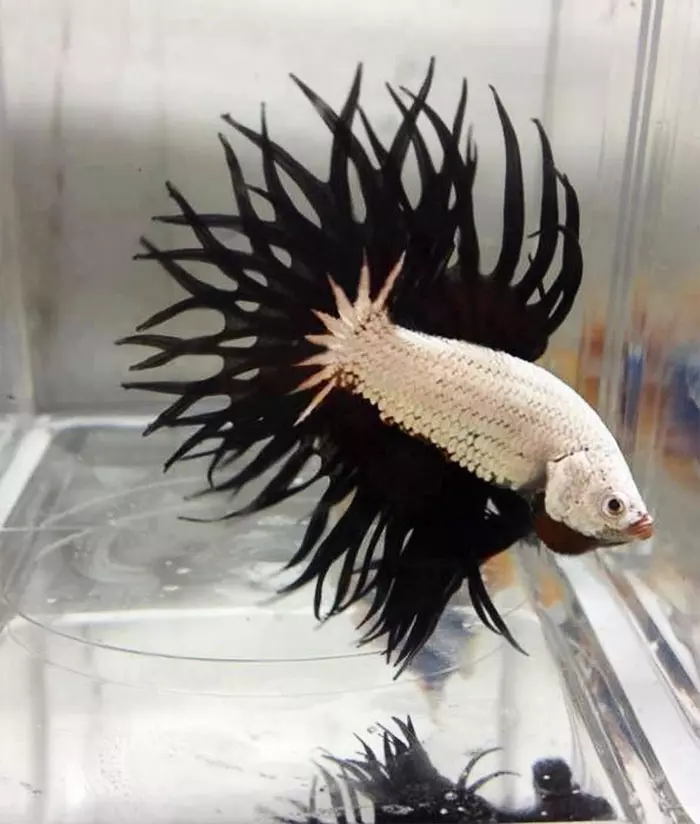 30隻平常一定都「在重金屬搖滾樂團兼差」的霸氣外露黑色系小動物!