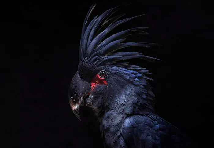 30隻平常一定都「在重金屬搖滾樂團兼差」的霸氣外露黑色系小動物!