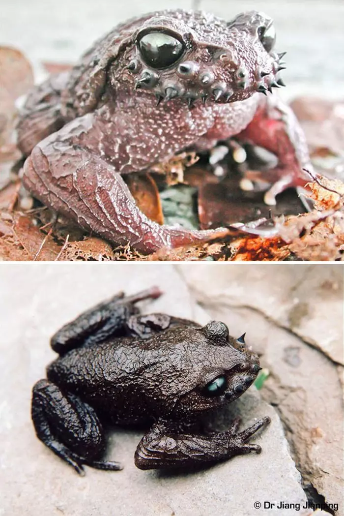 30隻平常一定都「在重金屬搖滾樂團兼差」的霸氣外露黑色系小動物!