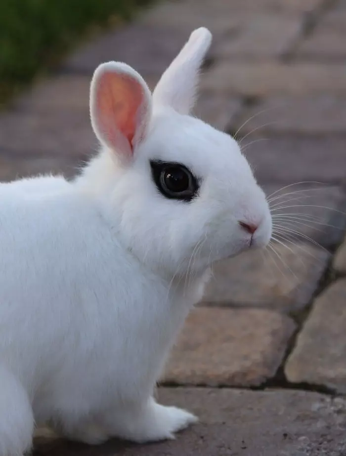 30隻平常一定都「在重金屬搖滾樂團兼差」的霸氣外露黑色系小動物!