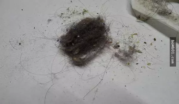 教你7招消除難清理的頭髮,再也不用為掃不完的頭髮發愁了。