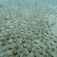 颱風假不同調 林右昌講決策過程 新北反嗆:政治廢話