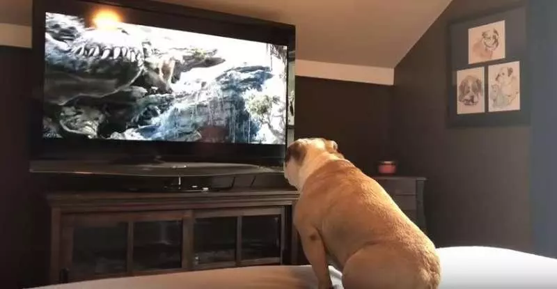 鬥牛犬超認真在看《金剛》 「英雄救美」瞬間它竟然跳起來歡呼