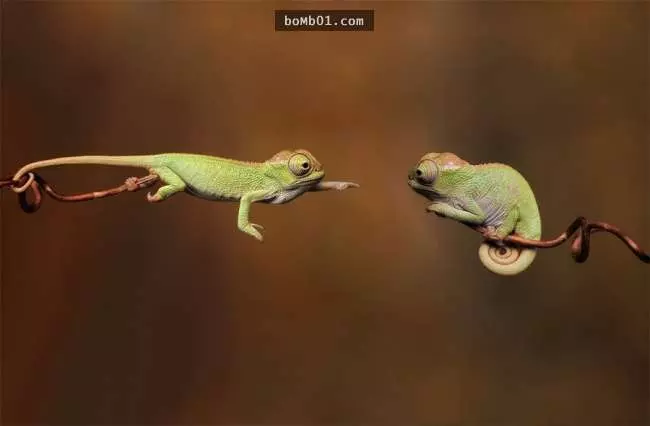 20張「只有10%的攝影師才能成功精準按下快門拍到」的瞬間照片。