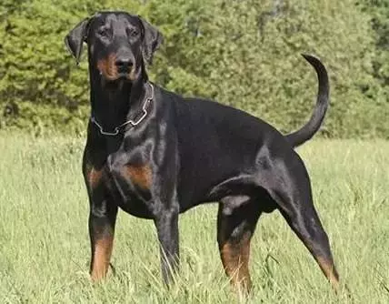 忠誠杜賓犬為保護主人,與四條眼鏡蛇同歸於盡!