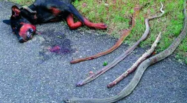 忠誠杜賓犬為保護主人,與四條眼鏡蛇同歸於盡!