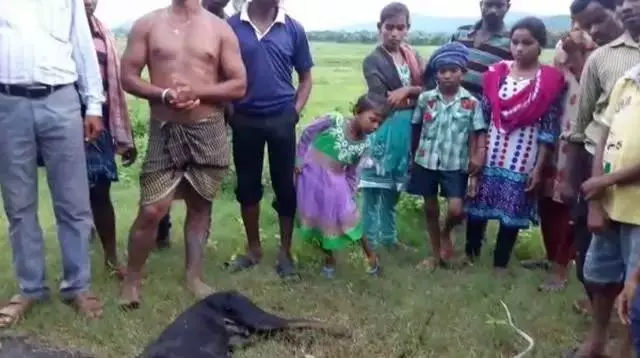 忠誠杜賓犬為保護主人,與四條眼鏡蛇同歸於盡!