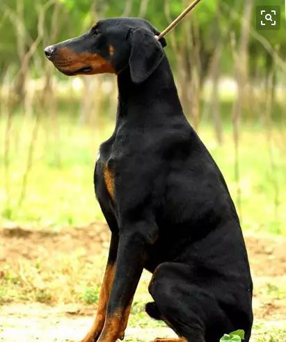 忠誠杜賓犬為保護主人,與四條眼鏡蛇同歸於盡!