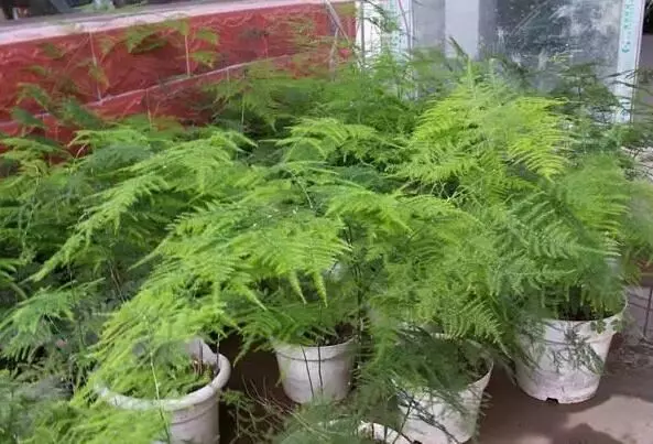 養花從來不用施肥料,只需把這些生活垃圾扔花盆,花是越長越茂盛