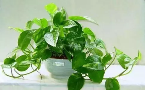 養花從來不用施肥料,只需把這些生活垃圾扔花盆,花是越長越茂盛