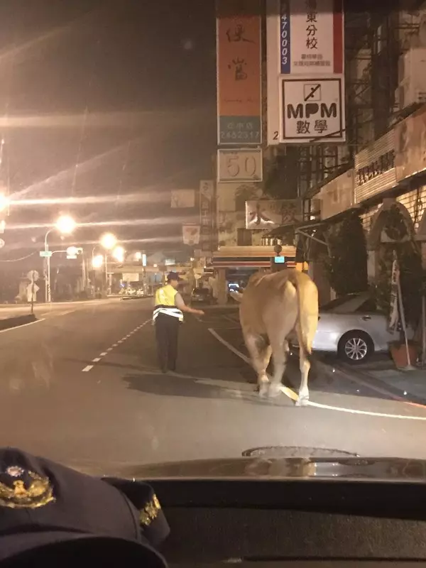 黃牛逛大街被帶回派出所 看見主人開心搖尾巴