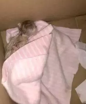 金毛大半夜回來還叼了一隻剛出生的小奶貓,主人麻爪了:這怎麼搞