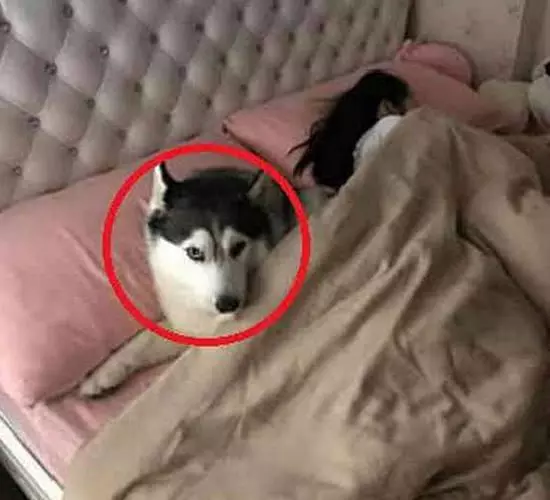 主人讓二哈去叫女兒起床,半天沒動靜,推開門一看笑噴了