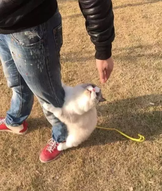 主人帶布偶貓出去散步,剛走沒幾步,就感覺腳下一沉