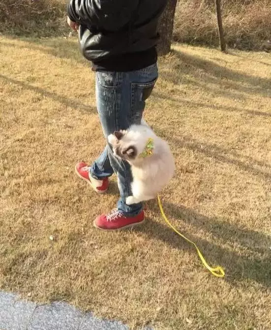主人帶布偶貓出去散步,剛走沒幾步,就感覺腳下一沉