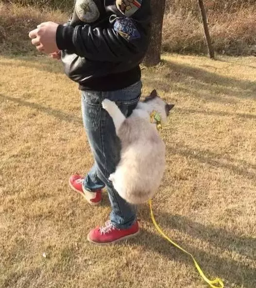 主人帶布偶貓出去散步,剛走沒幾步,就感覺腳下一沉