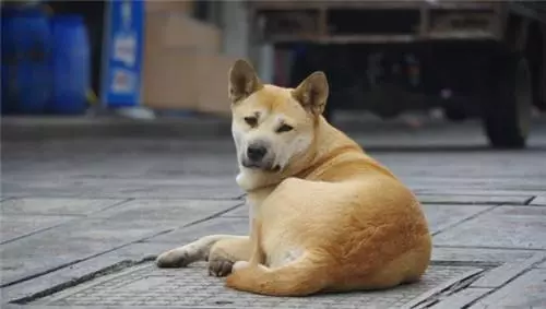 隨手撿回來的小土狗,外公去世後,狗狗開始用特殊的方式報恩