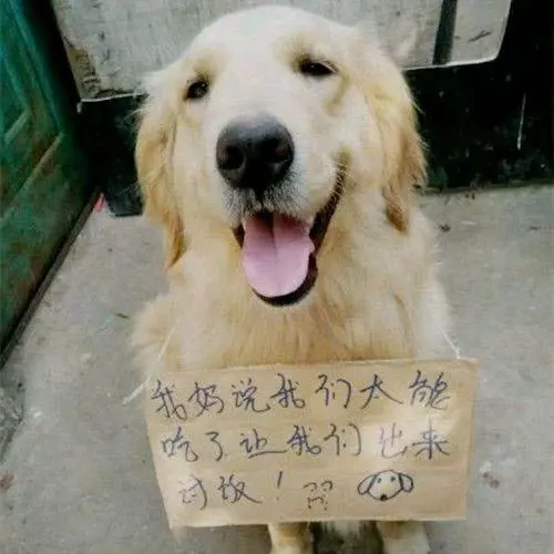 金毛掛著牌子在路邊討飯,沒想到看到上面的字時,女孩直接笑噴了