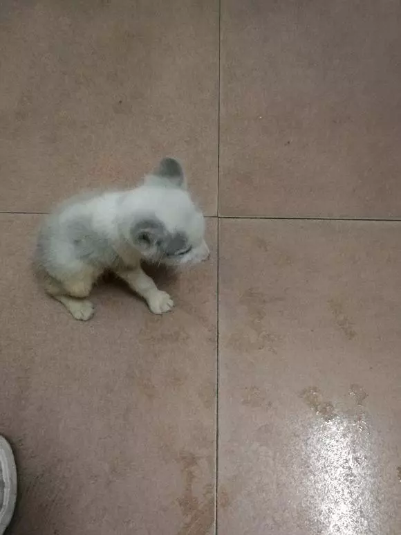 家裡跑來只狗狗,老公喜歡的不得了,老婆:它可能是個保護動物呢