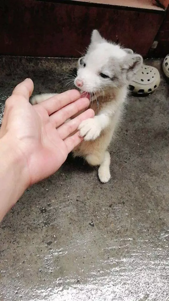 家裡跑來只狗狗,老公喜歡的不得了,老婆:它可能是個保護動物呢
