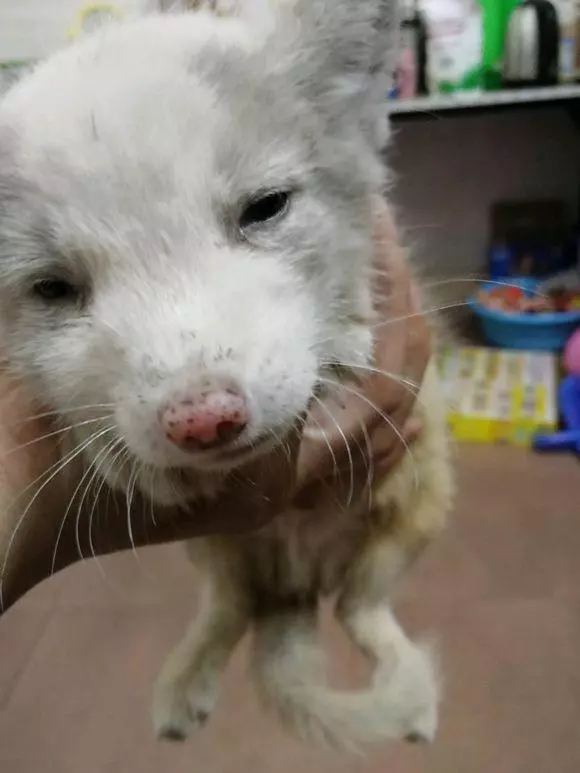 家裡跑來只狗狗,老公喜歡的不得了,老婆:它可能是個保護動物呢