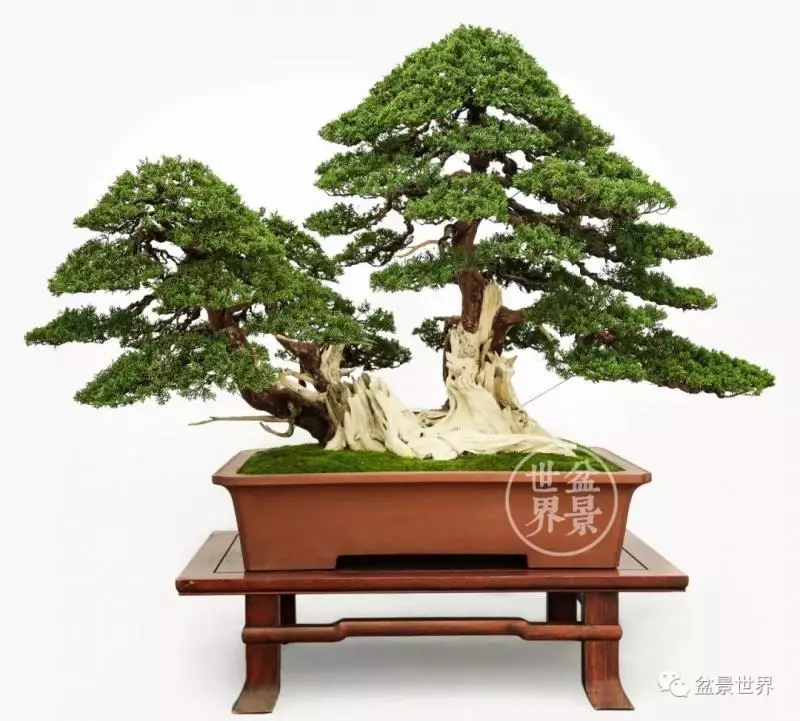「蘇北一怪」王如生大師作品清賞