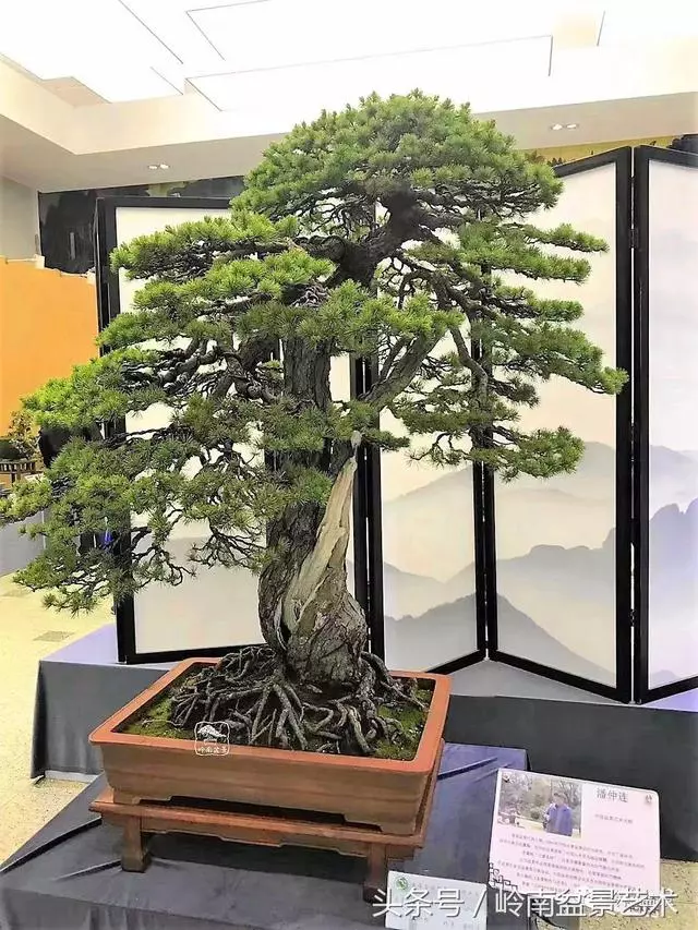 盆景,我只認經典!!