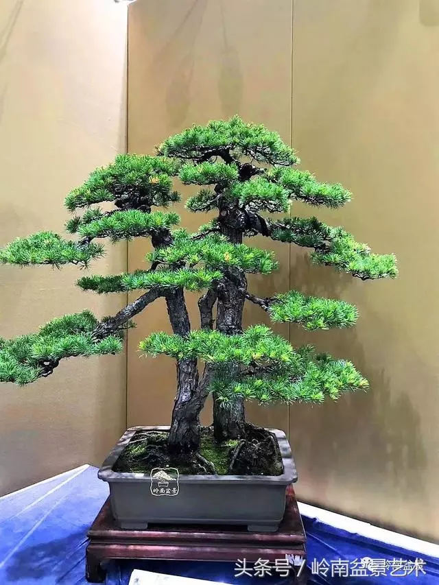 盆景,我只認經典!!