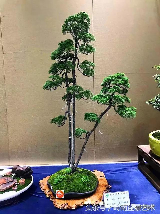 盆景,我只認經典!!
