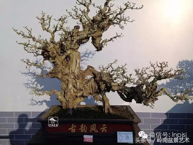 盆景,我只認經典!!