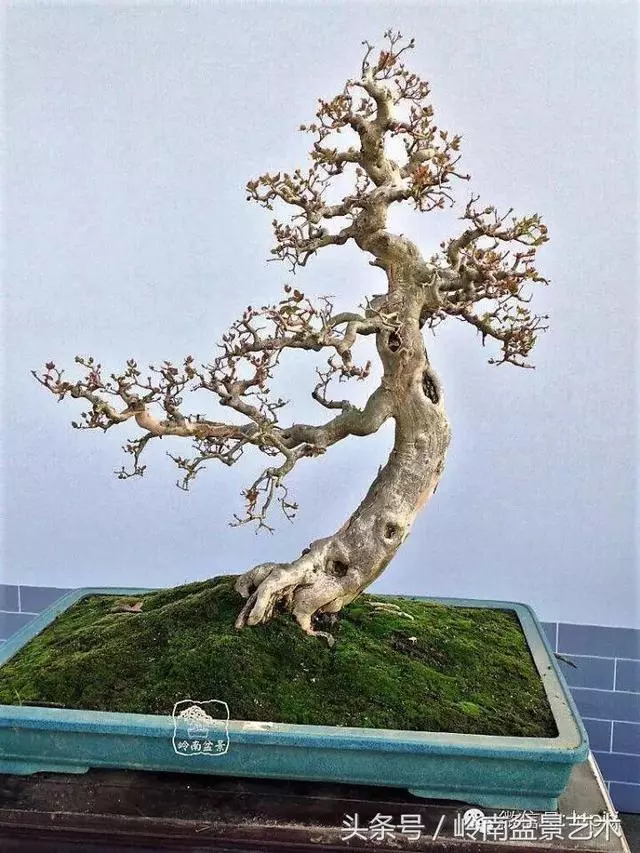 盆景,我只認經典!!
