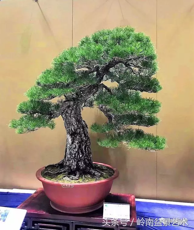 盆景,我只認經典!!