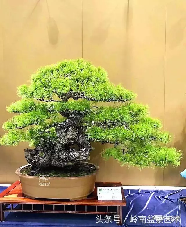 盆景,我只認經典!!