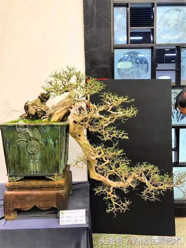 盆景,我只認經典!!