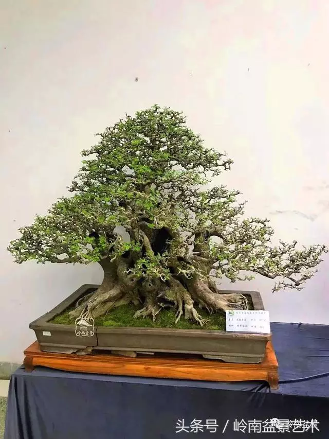 盆景,我只認經典!!
