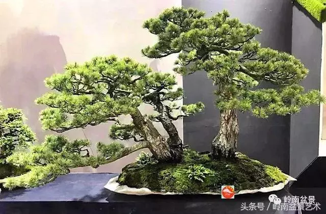 盆景,我只認經典!!