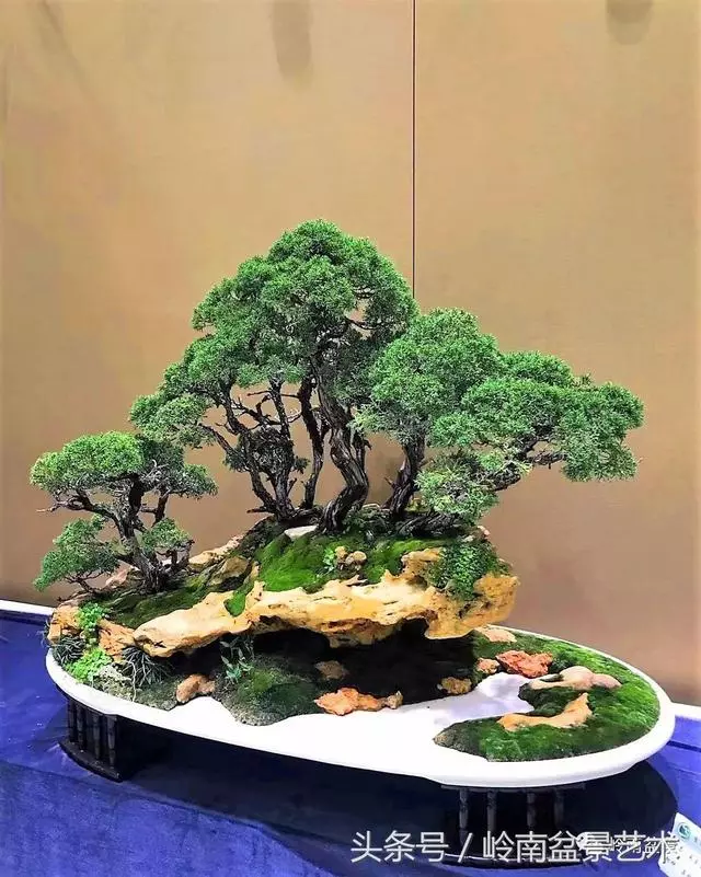 盆景,我只認經典!!