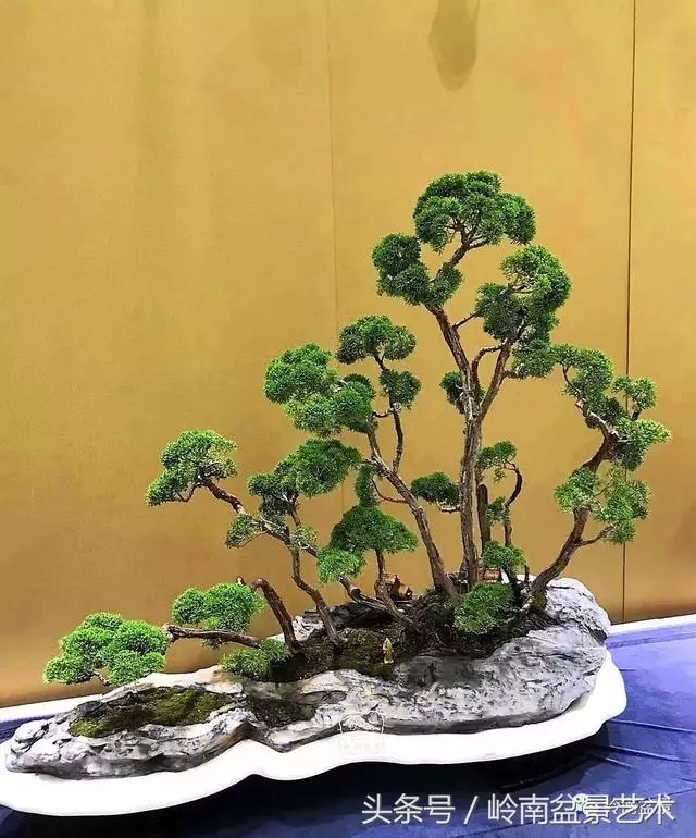 盆景,我只認經典!!