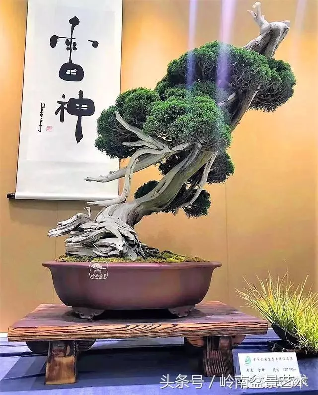 盆景,我只認經典!!
