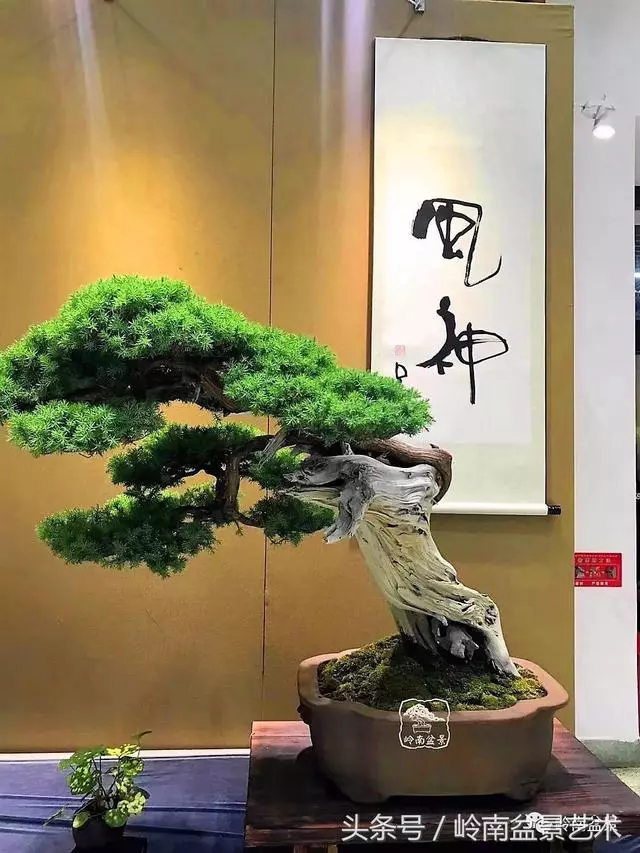 盆景,我只認經典!!