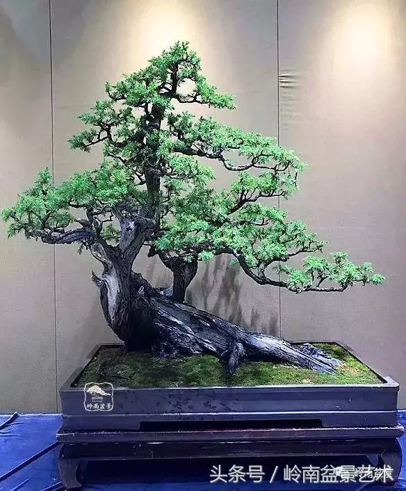 盆景,我只認經典!!