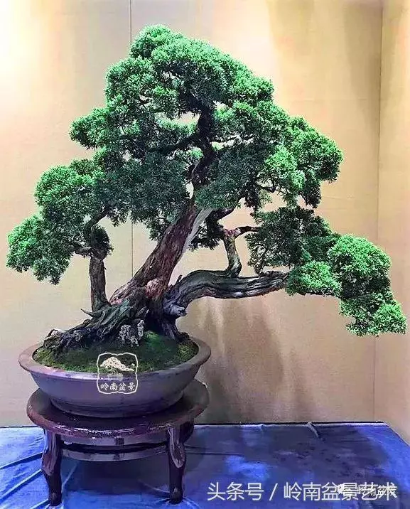盆景,我只認經典!!