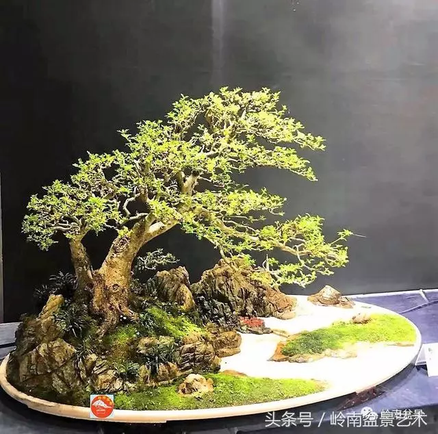 盆景,我只認經典!!