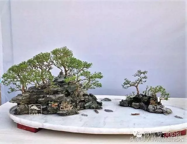 盆景,我只認經典!!