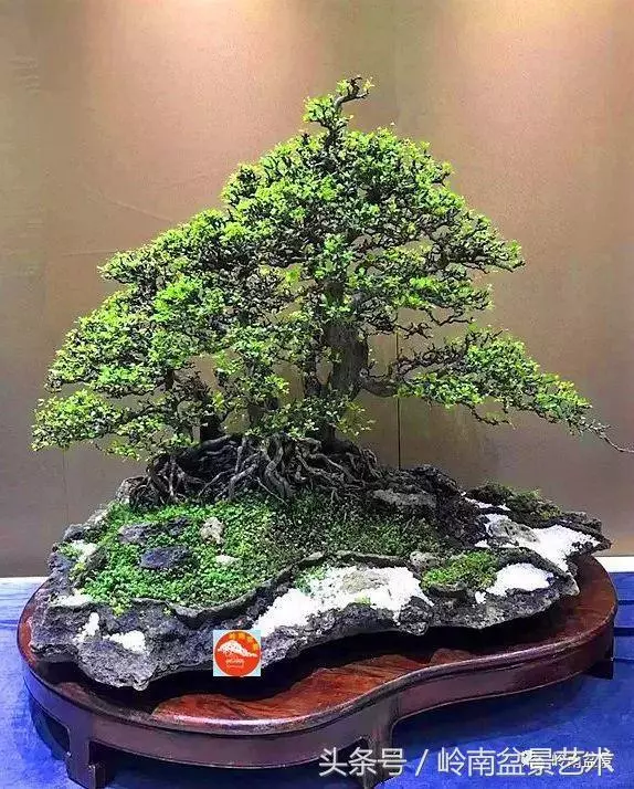 盆景,我只認經典!!
