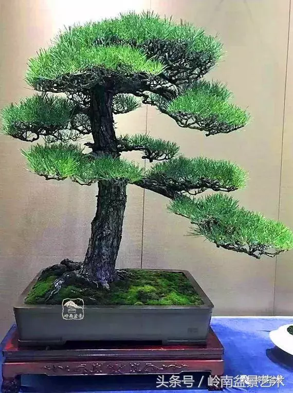 盆景,我只認經典!!