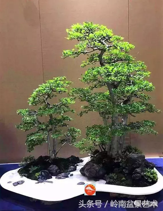 盆景,我只認經典!!