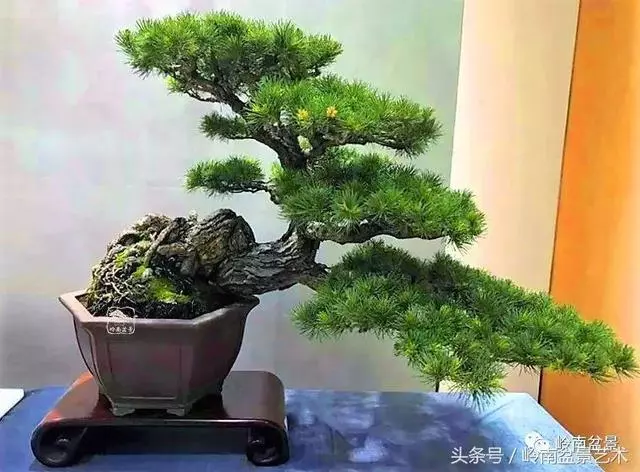 盆景,我只認經典!!