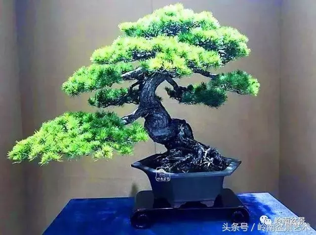 盆景,我只認經典!!
